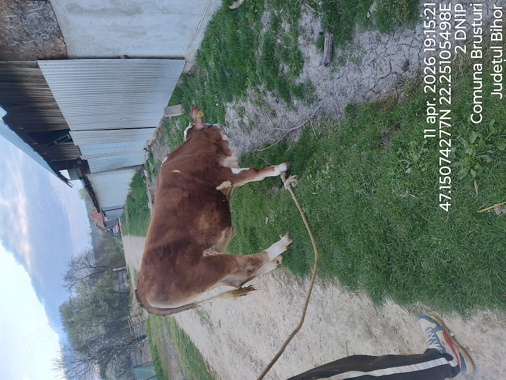 vand juninca baltata romaneasca