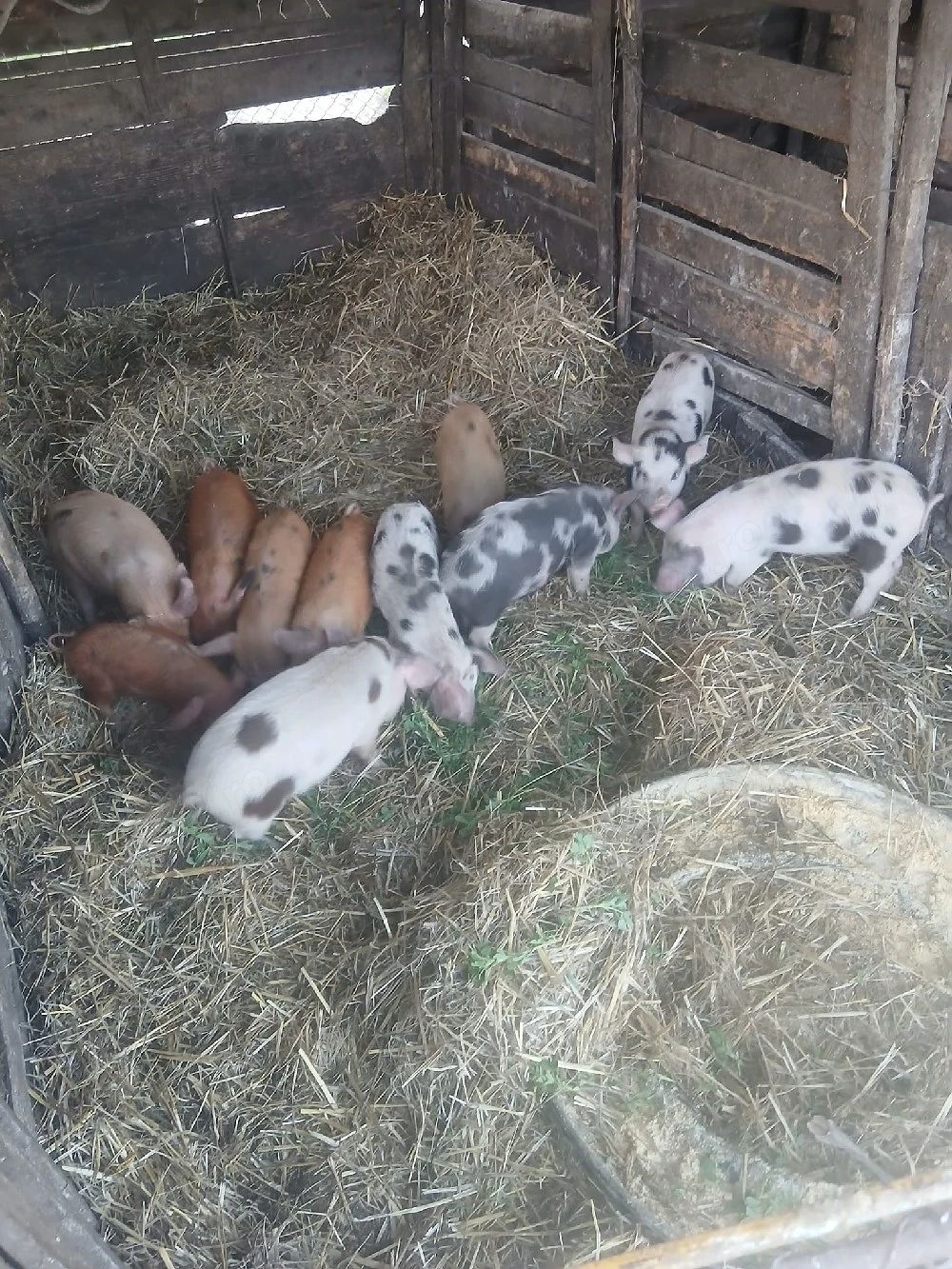 De Vânzare 11 bucăți 9 săptămânii castrați vacinați mânca orice bobe făină etc