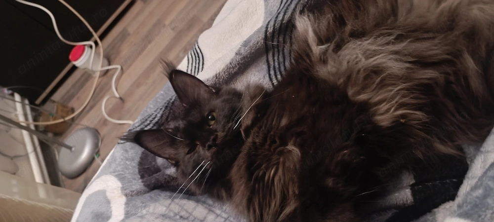 Pisica Maine Coons neagra 