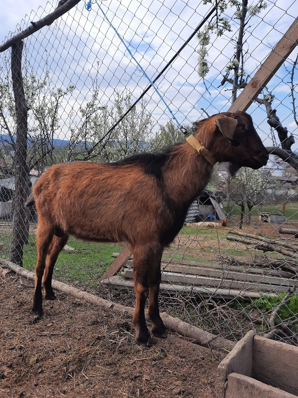 tap sut genetic tata ango nubian mamă alpin francez x
