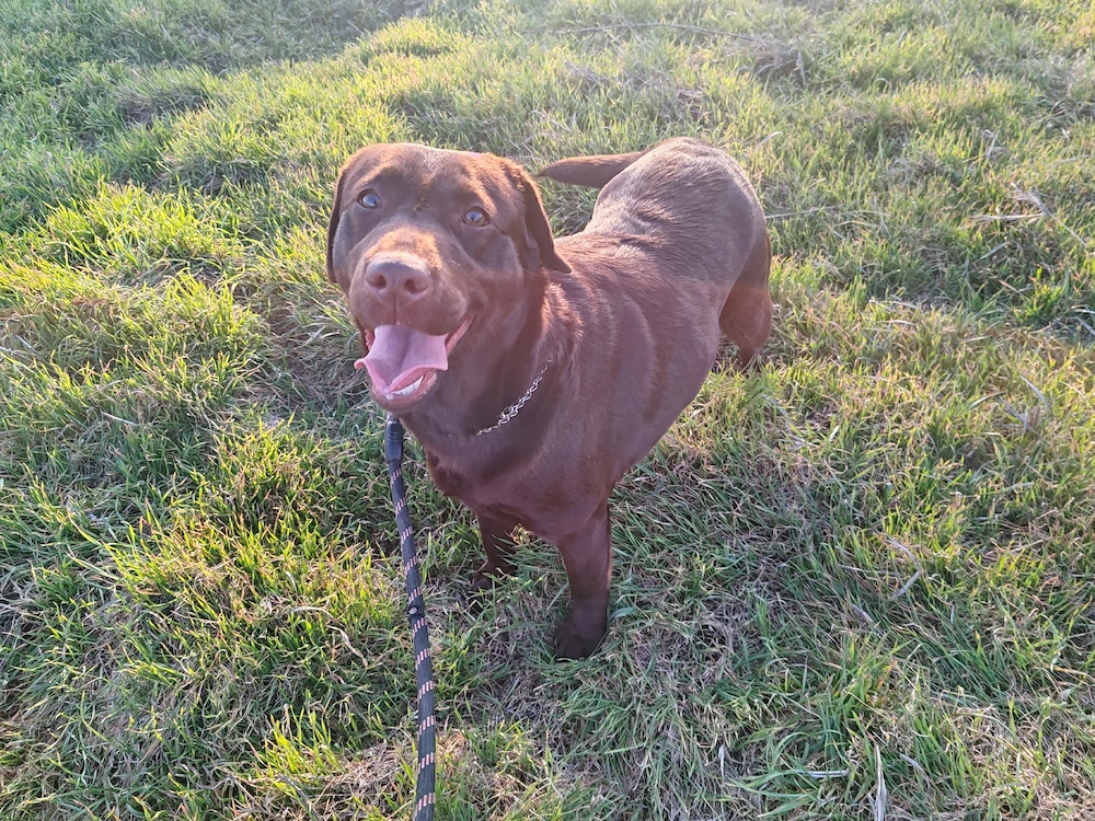 Cățel Labrador retriever ciocolatiu 