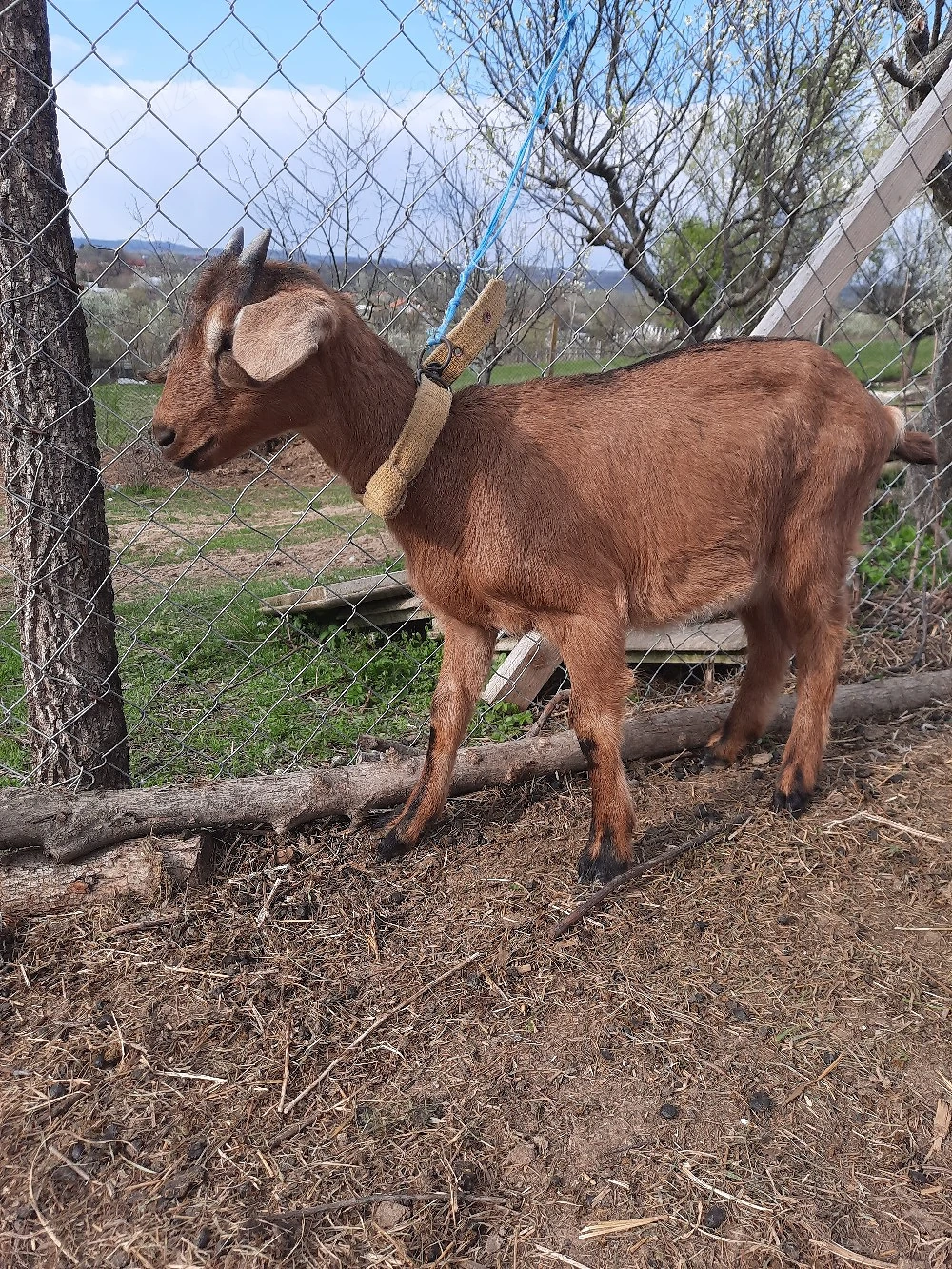 ieduta cu mama alpina si tata anglo nubian 