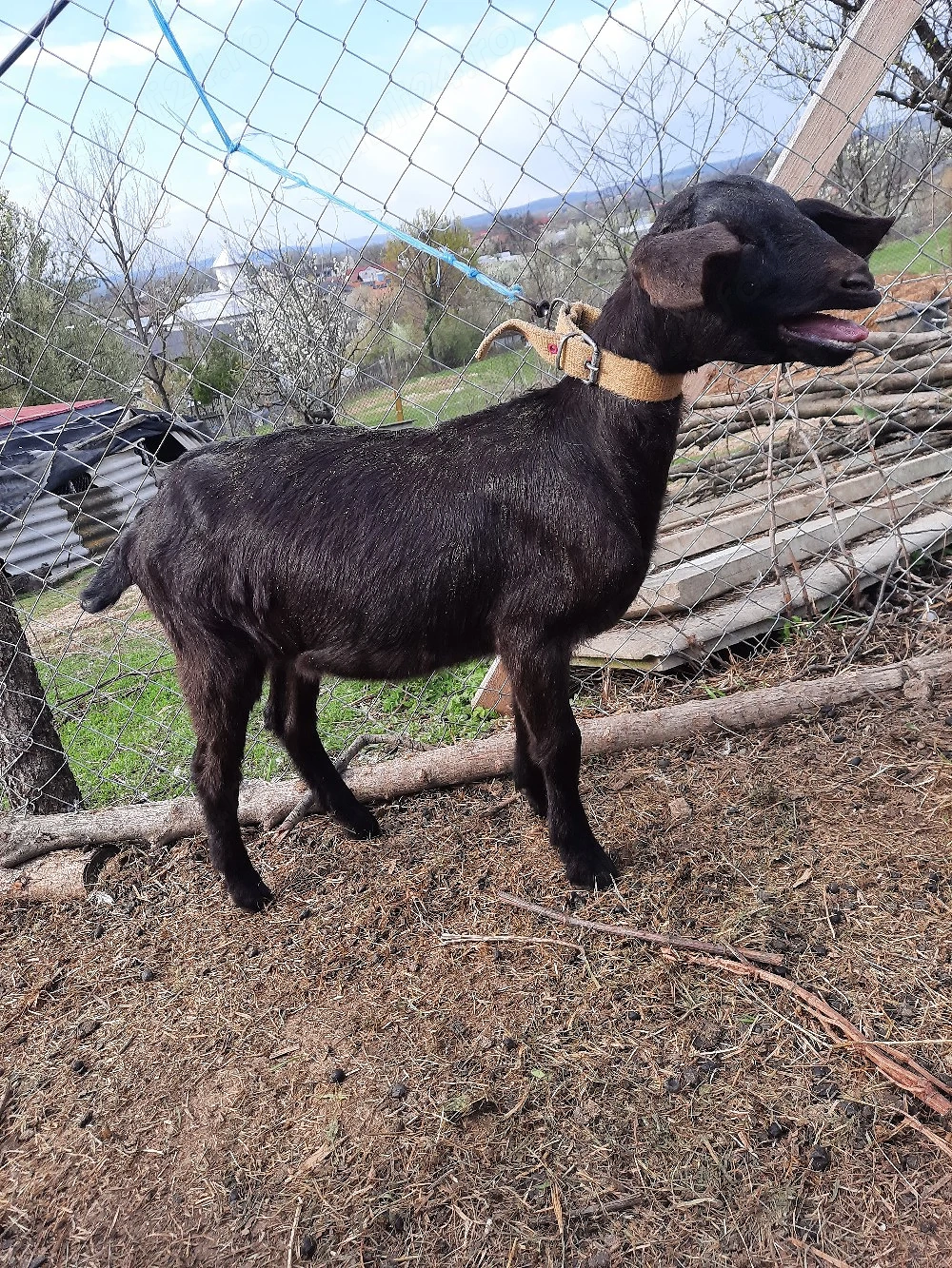 ieduta cu mama alpină franceză  tatal ango nubian 