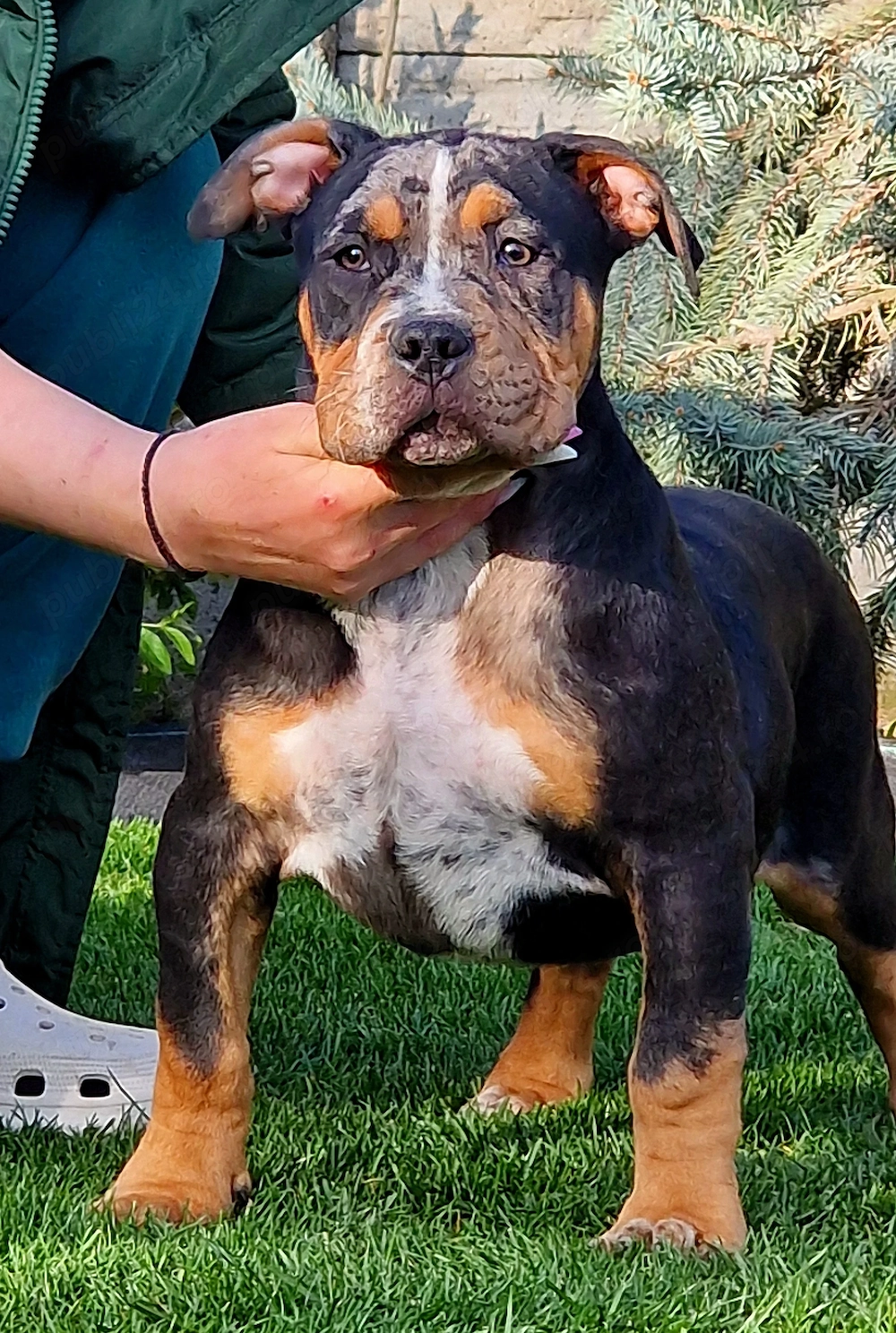 Vand catei American Bully xl 