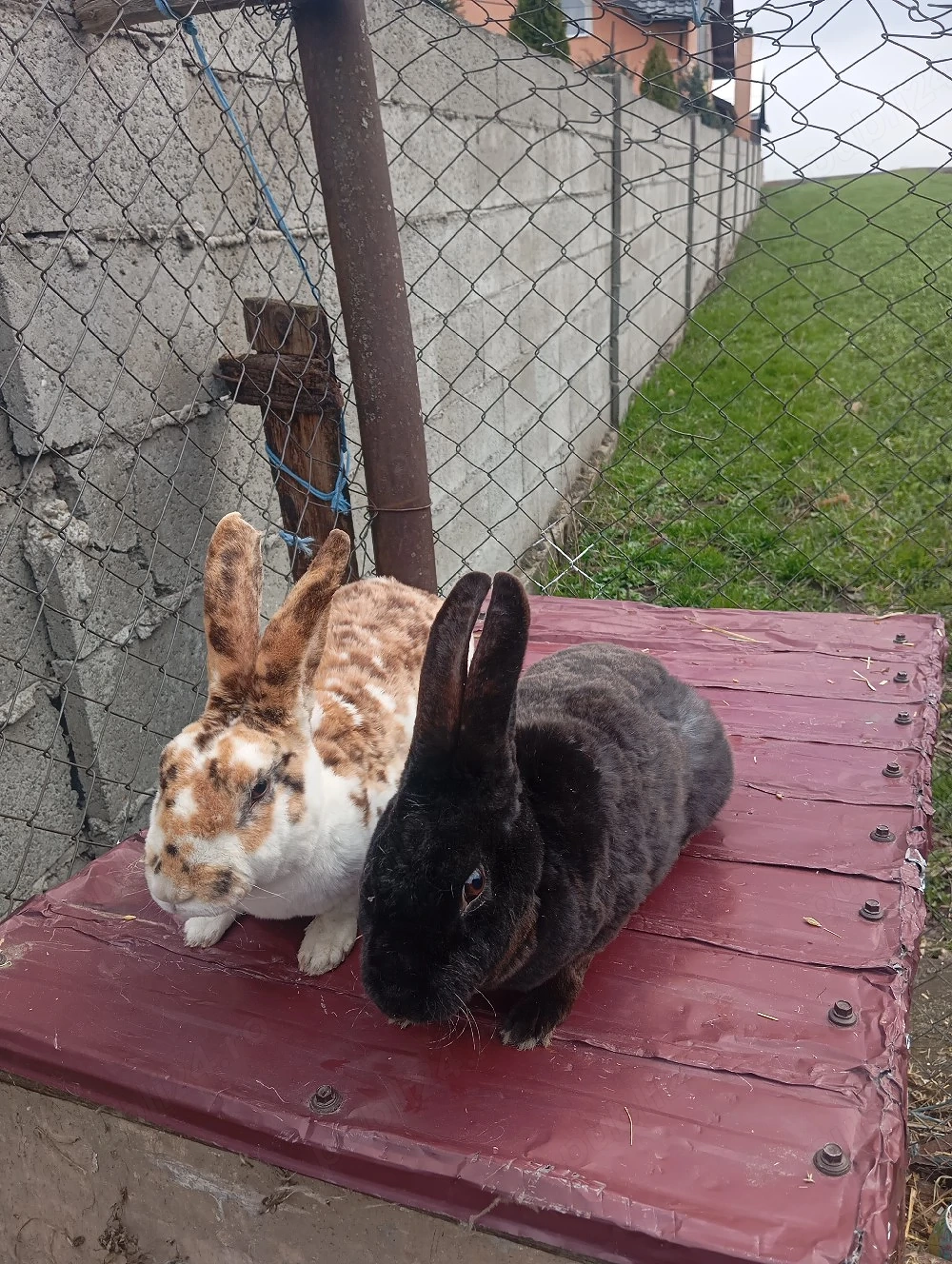 de vânzare pereche de Rex 