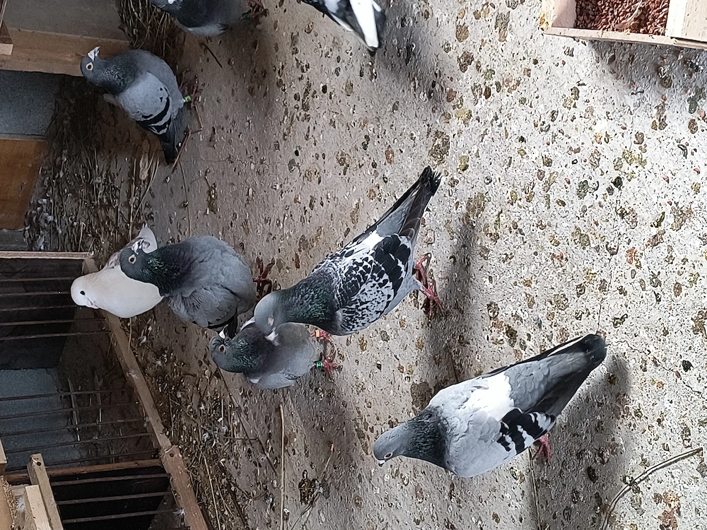 porumbei voiajori de vânzare 