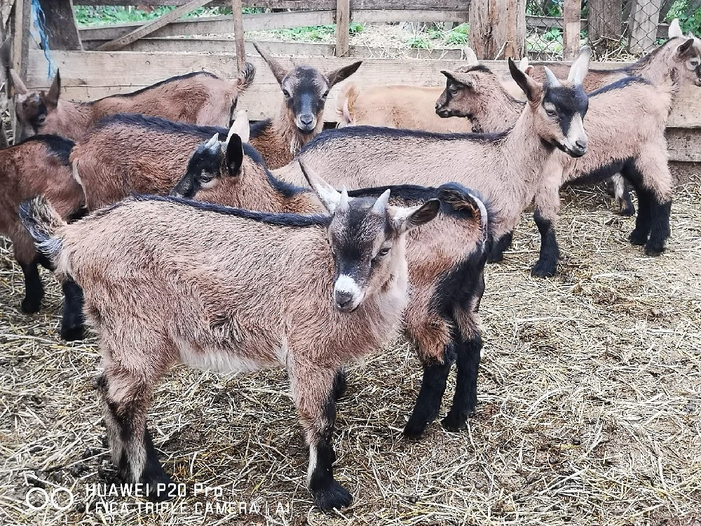 Iezi și Iedute Alpine Franceze 