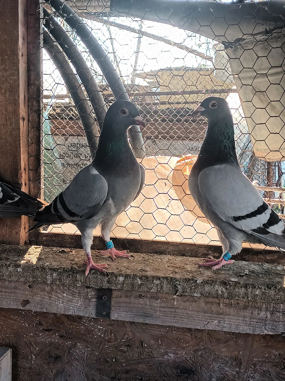 Porumbei voiajori de concurs 