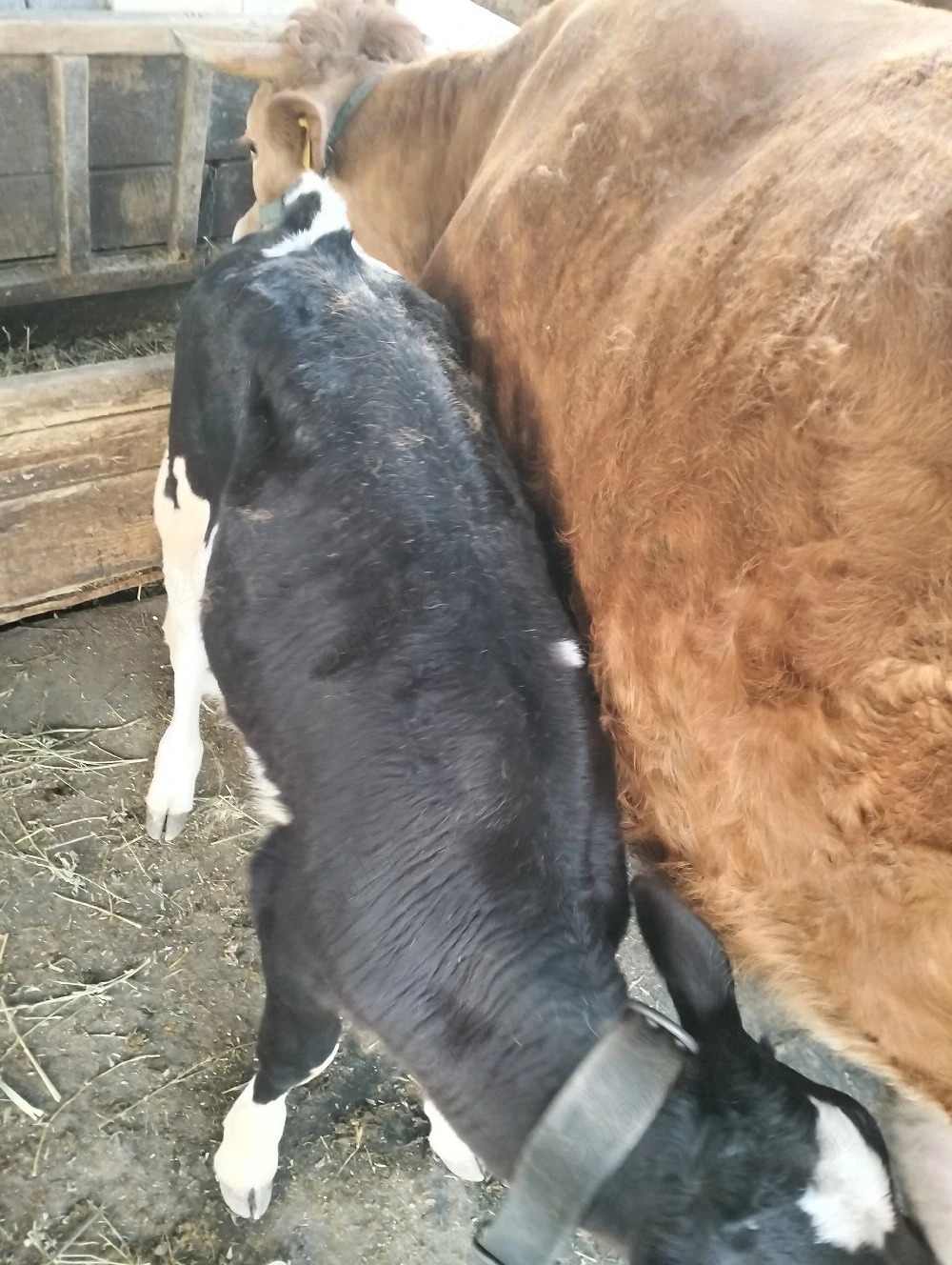 schimb sau vand vitica alb cu negru 