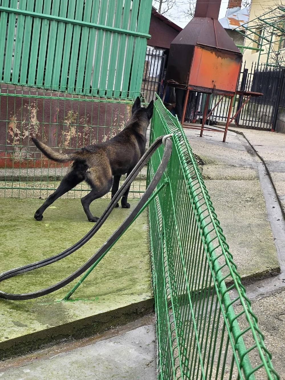 Femela Ciobanesc  Belgian Malinois