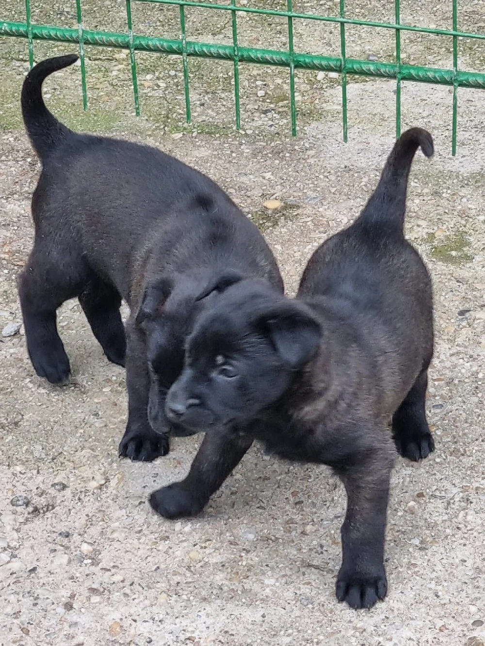 Catei Ciobanesc Belgian Malinois