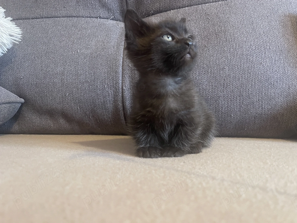  Oferta, Munchkin cu picioare scurte cu pedigree