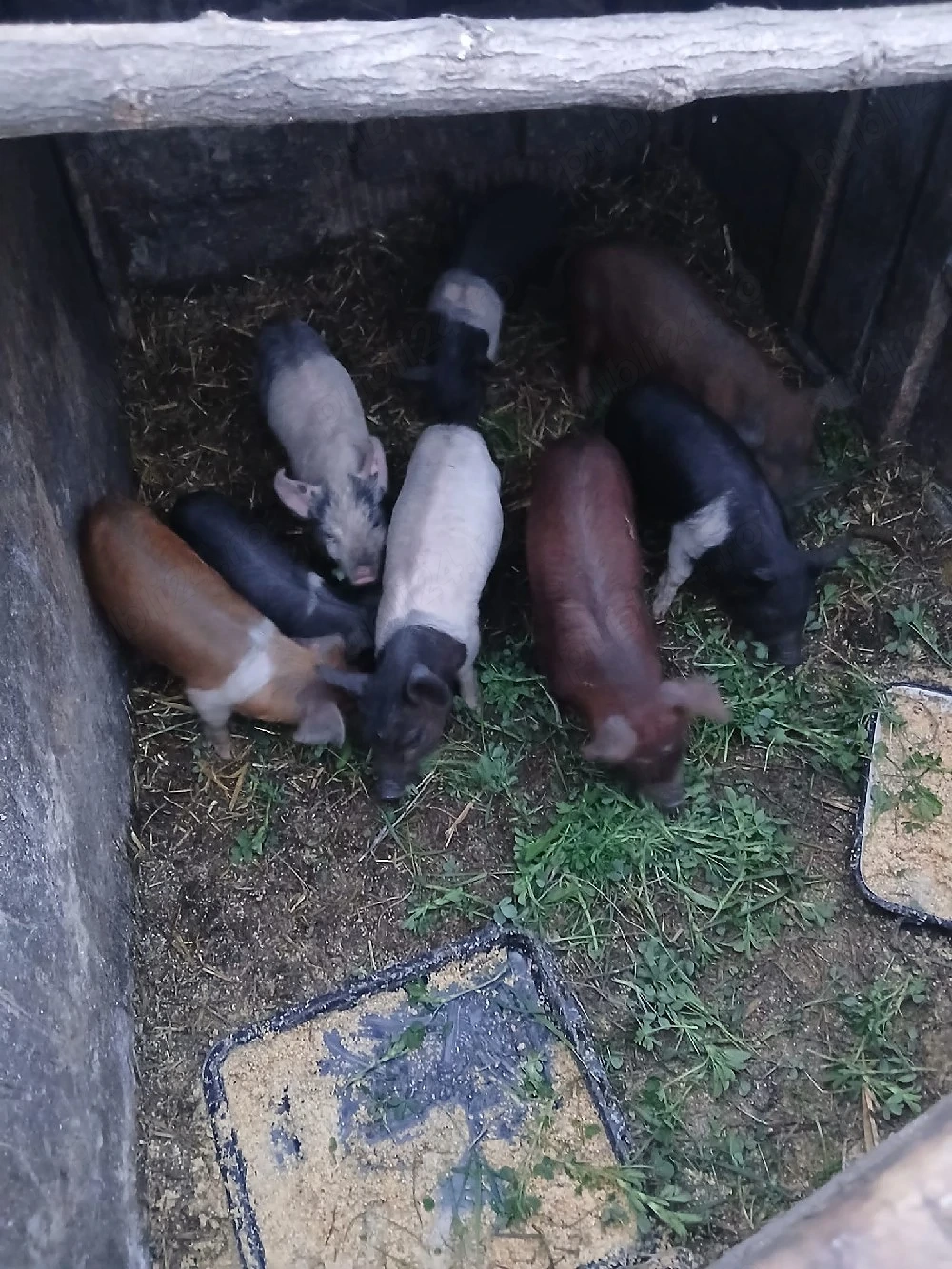 De Vânzare 8 purcei 7 săptămânii vacinați 