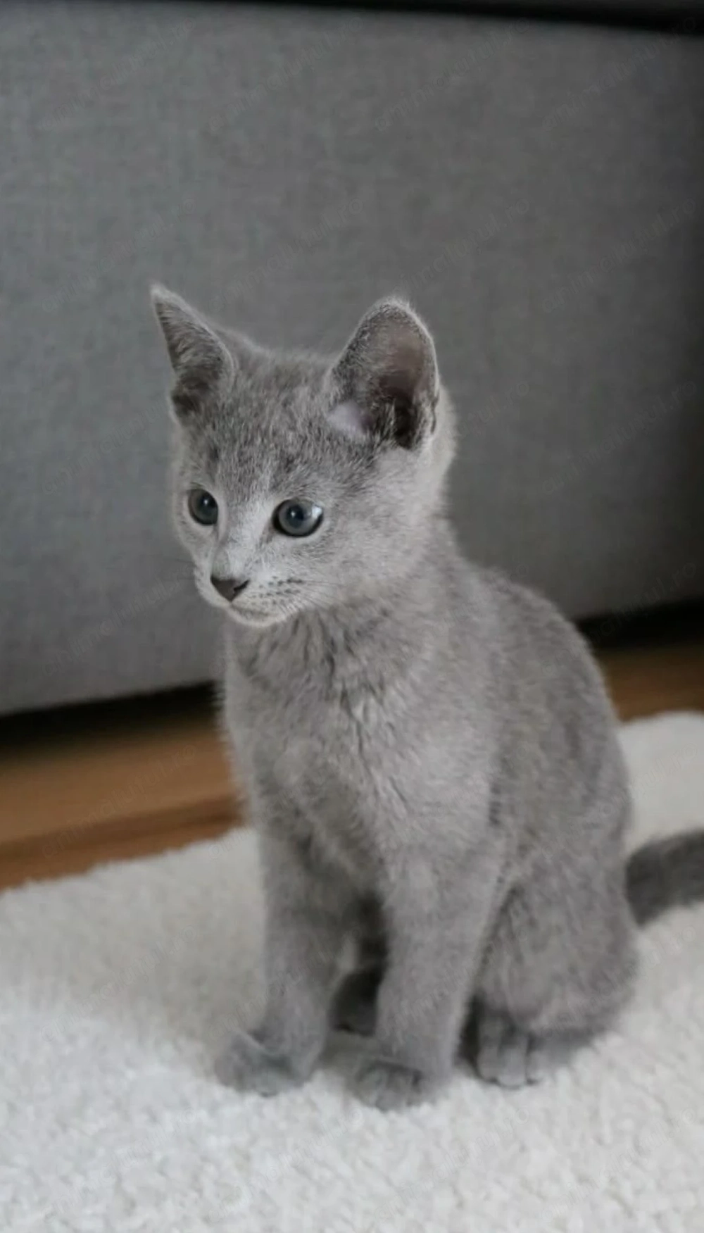 Albastru de Rusia fetița 