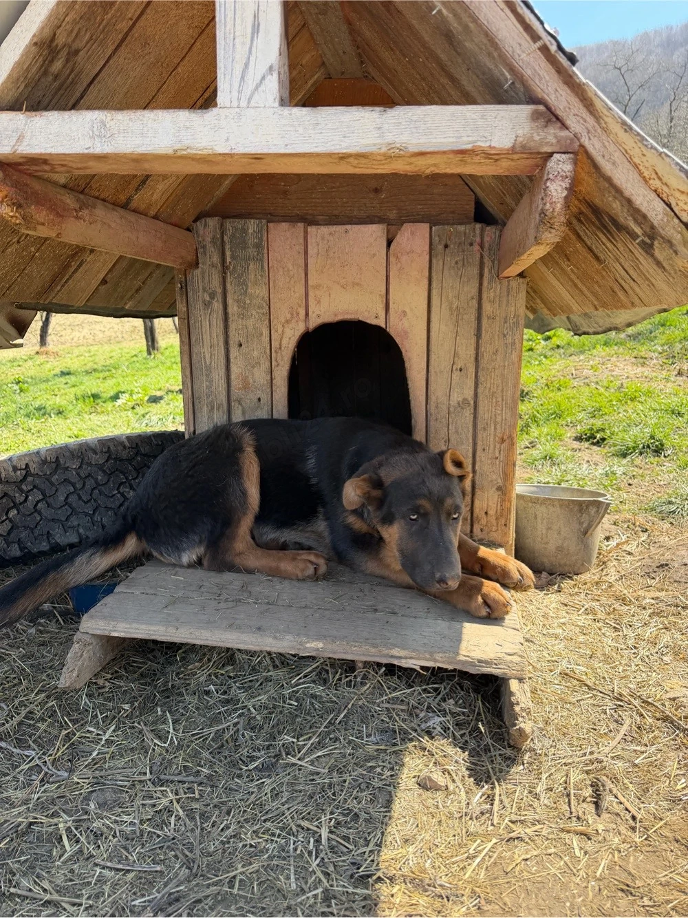 Caței ciobanesc german 4 luni