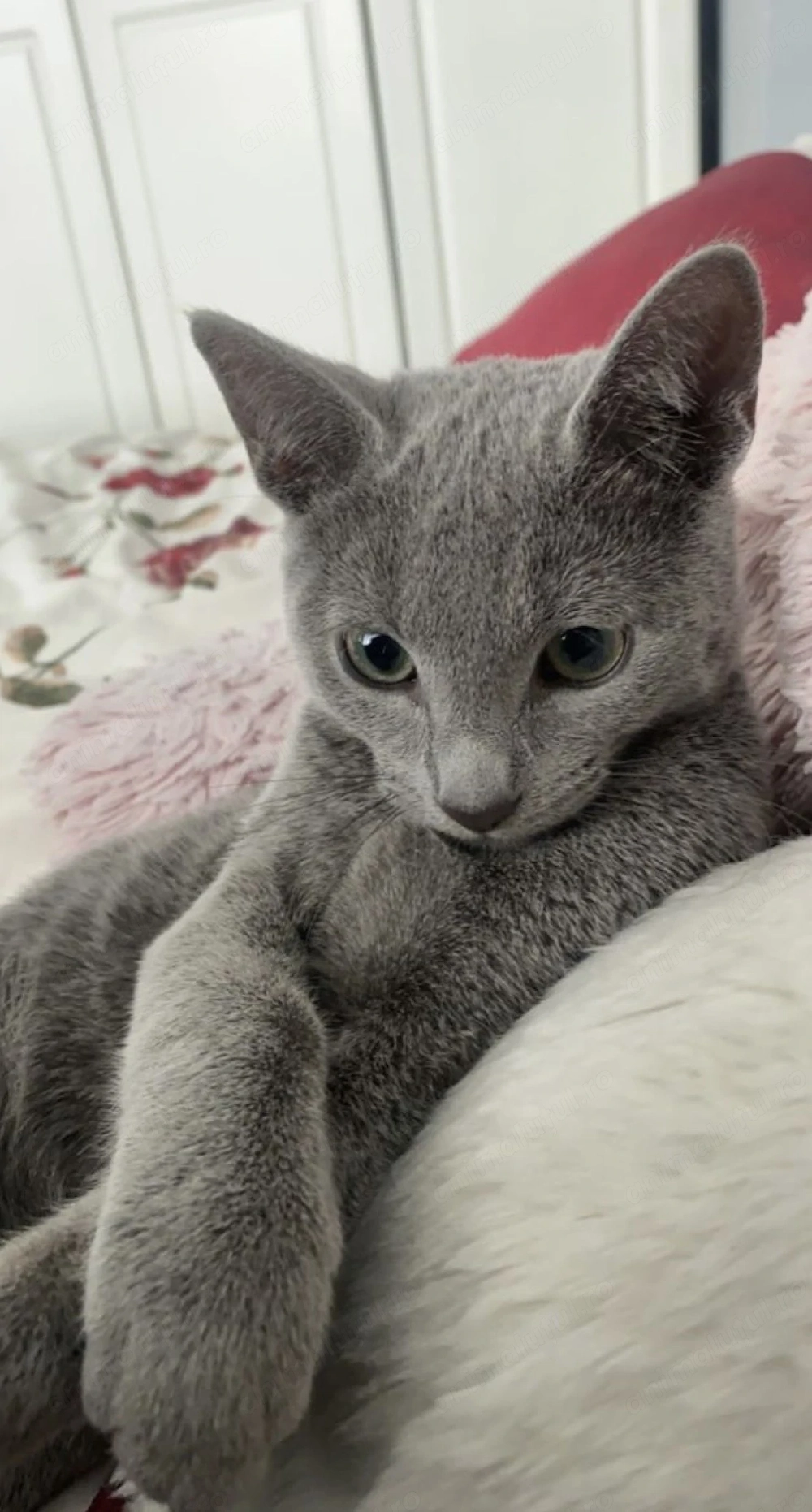 Albastru de Rusia fata