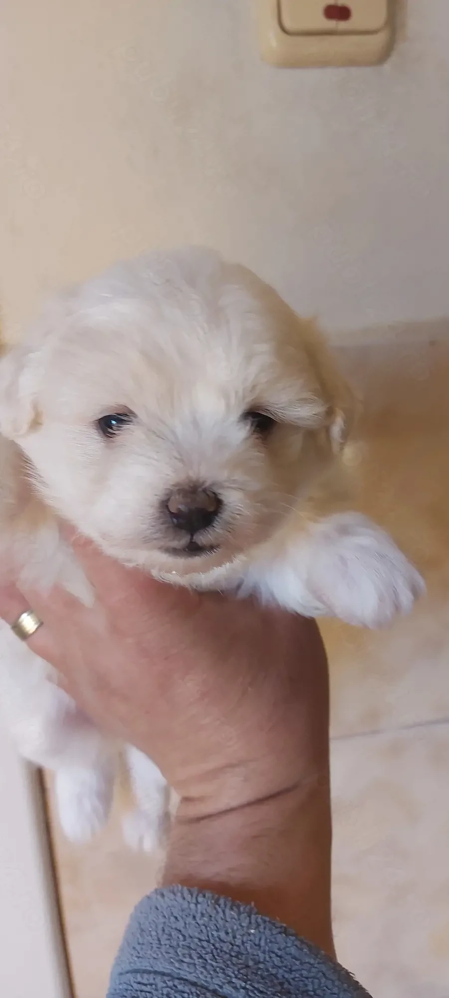 Catei bichon maltez