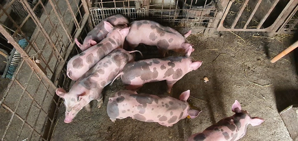 purcei pietrain 6 saptamini