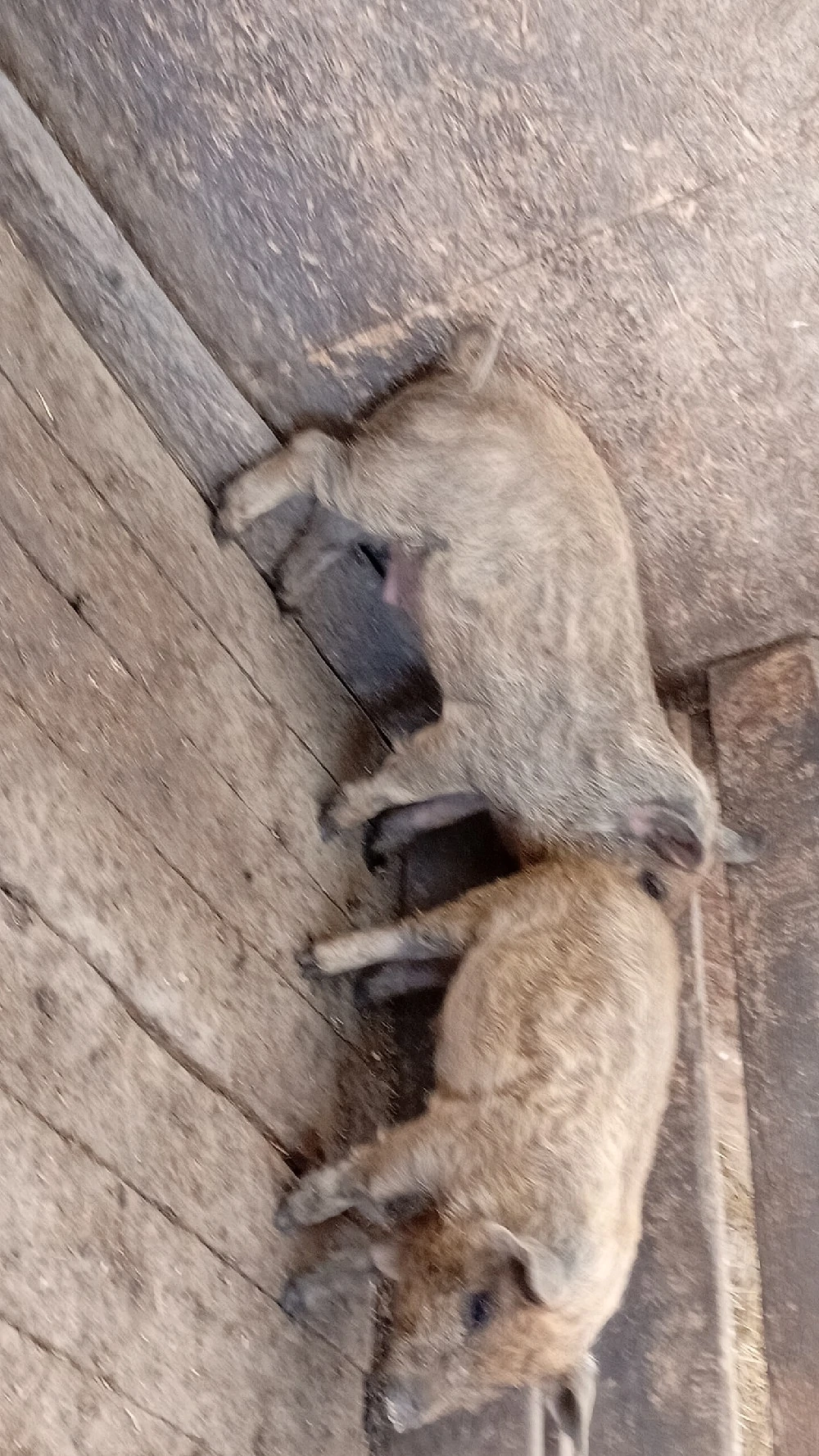 2 Purcei duroc cu mangaliță de vanzare!