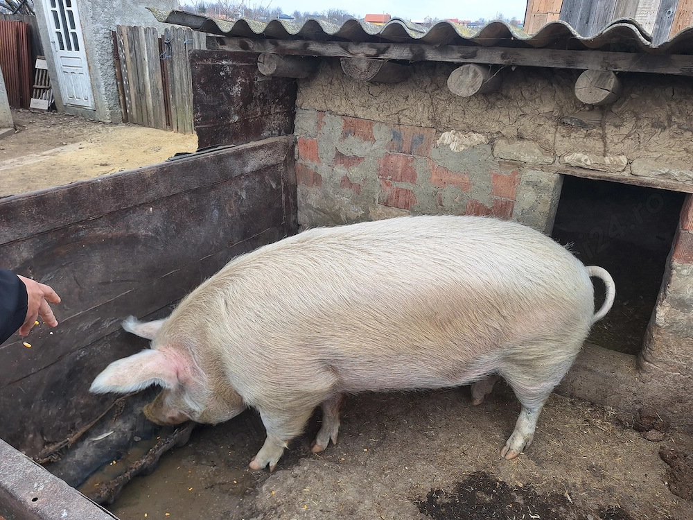 Vând porc marele alb