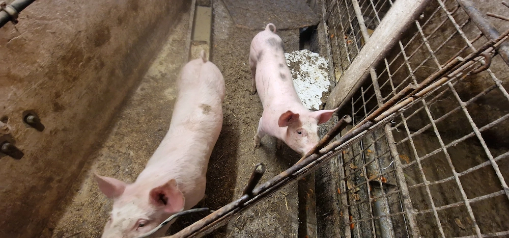 Vand Vieri din rasa marele alb cu landrace