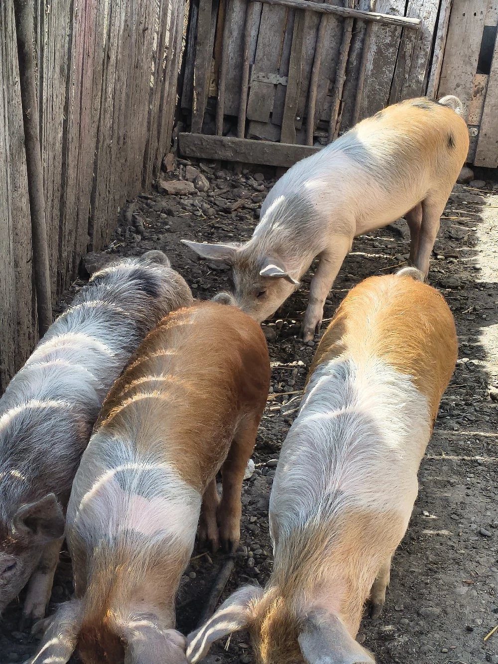 godini și purcei caută alt stăpân 