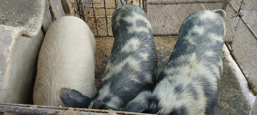 vand porci 100...120 kg