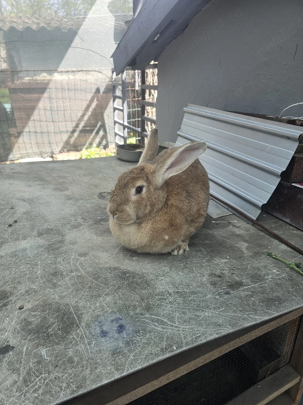 iepurita de vânzare 