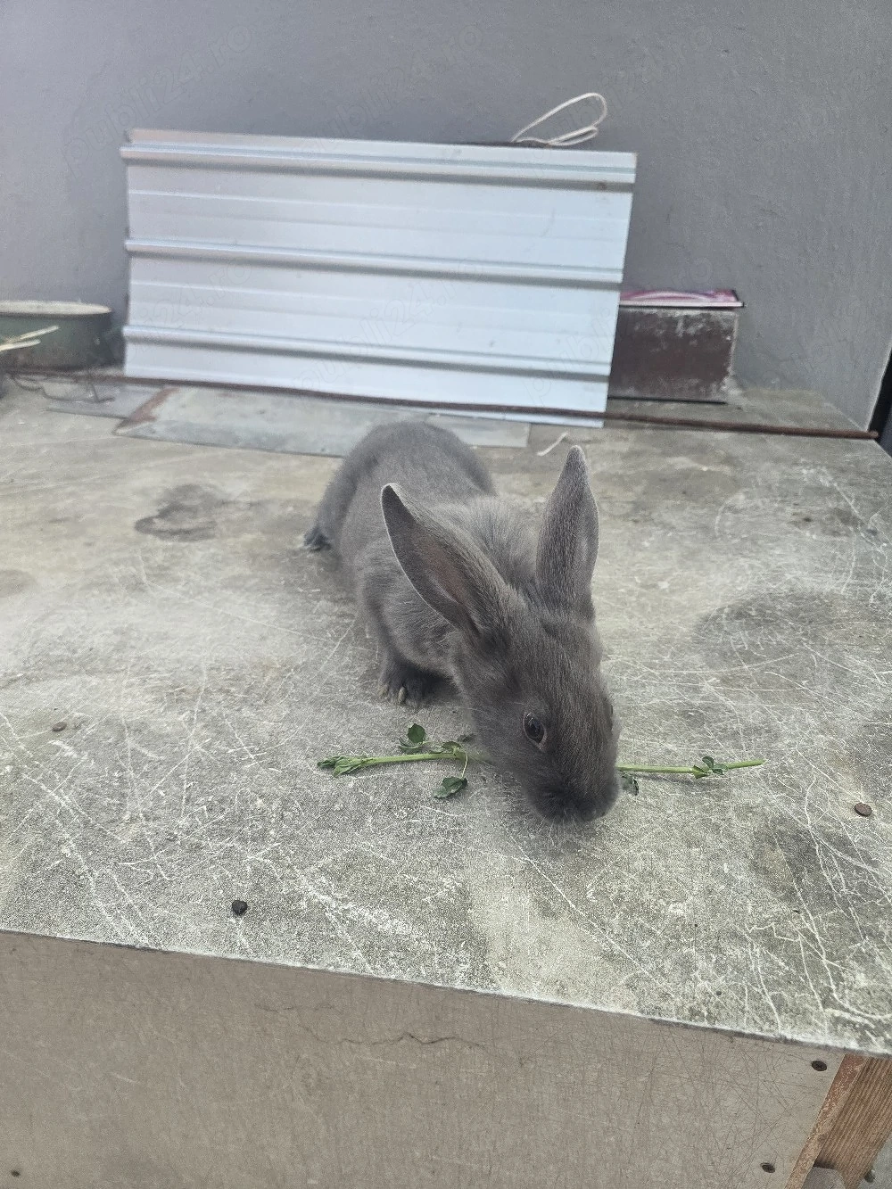 iepurași janet albastru 