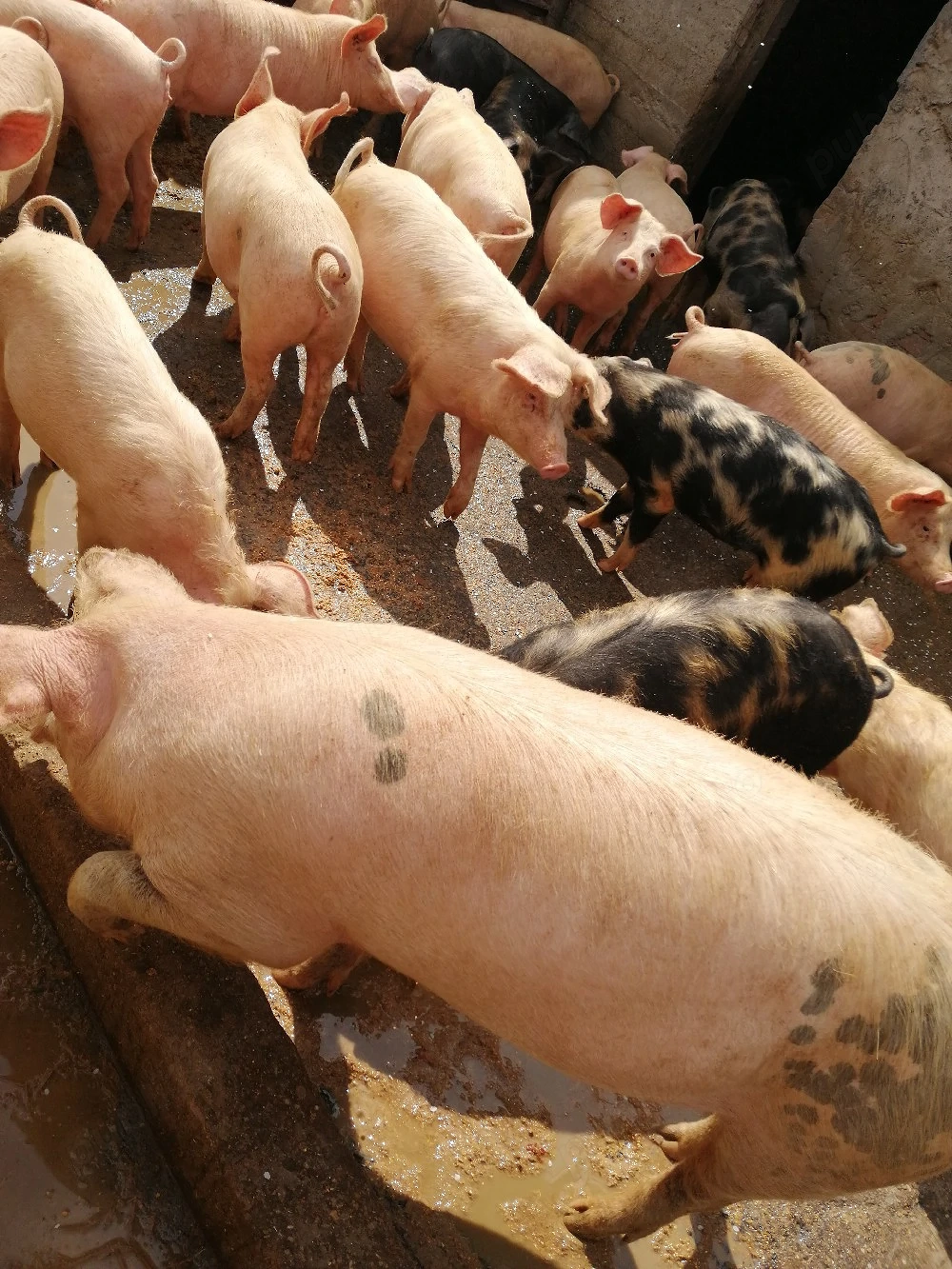 Porci de vanzare