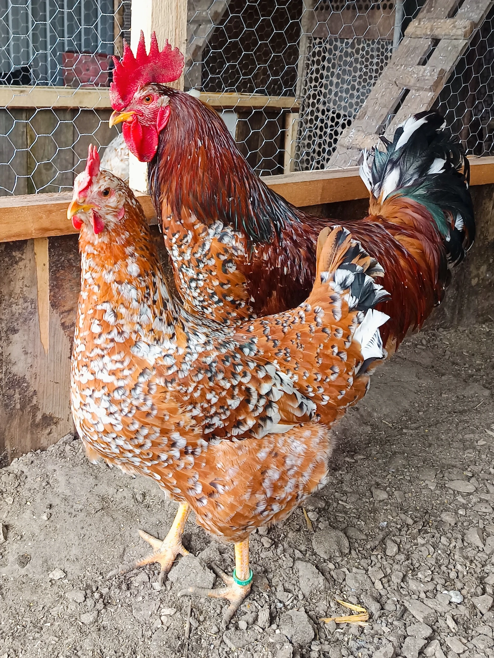 Ouă incubat pita pinta roxa și portelan