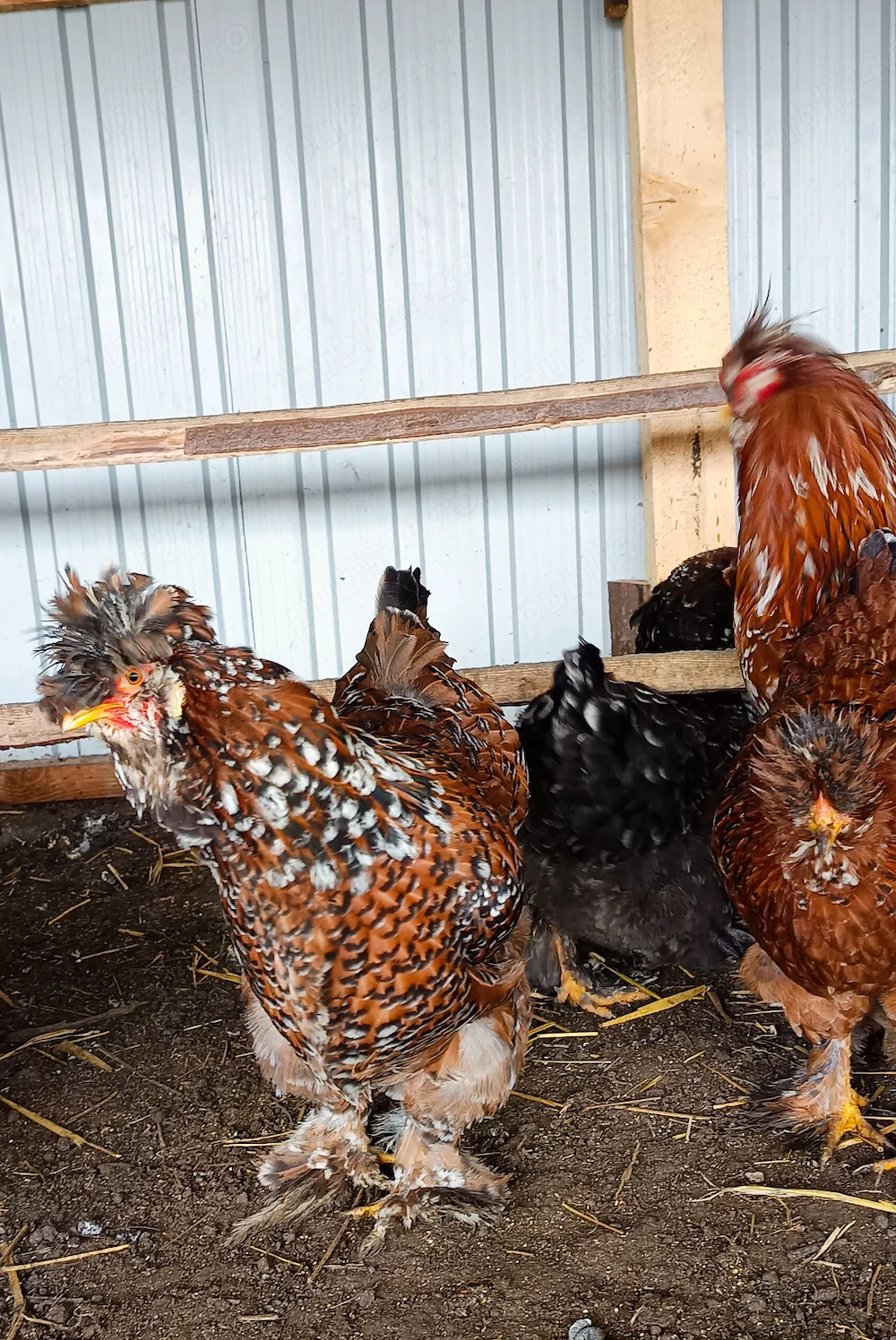 Ouă incubat moțate și pita pinta bobat 