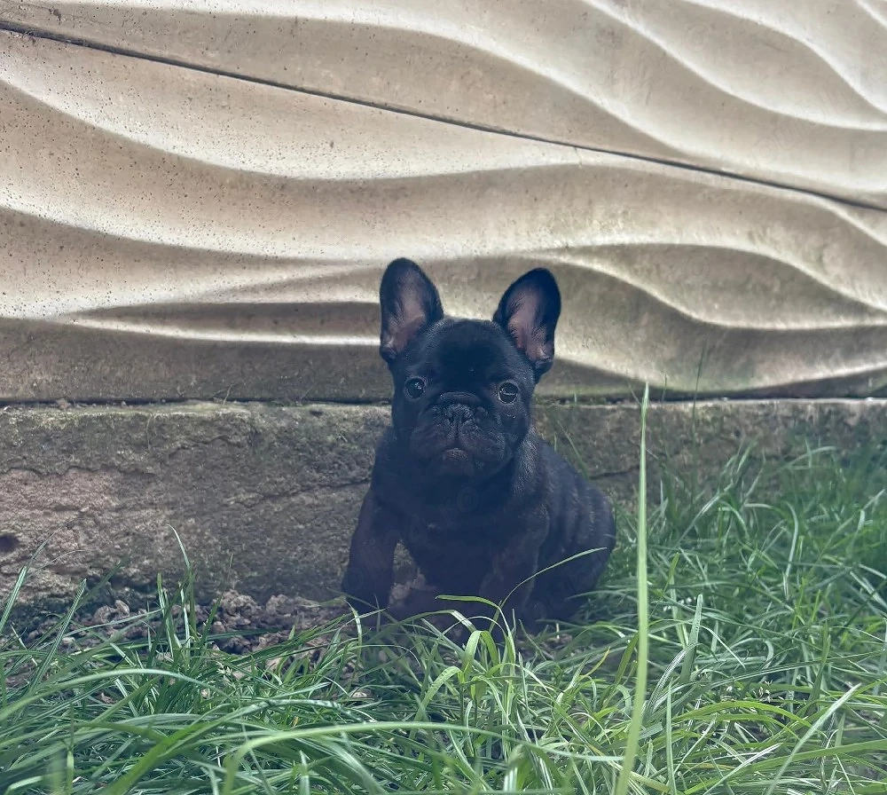 bulldog francez mascul