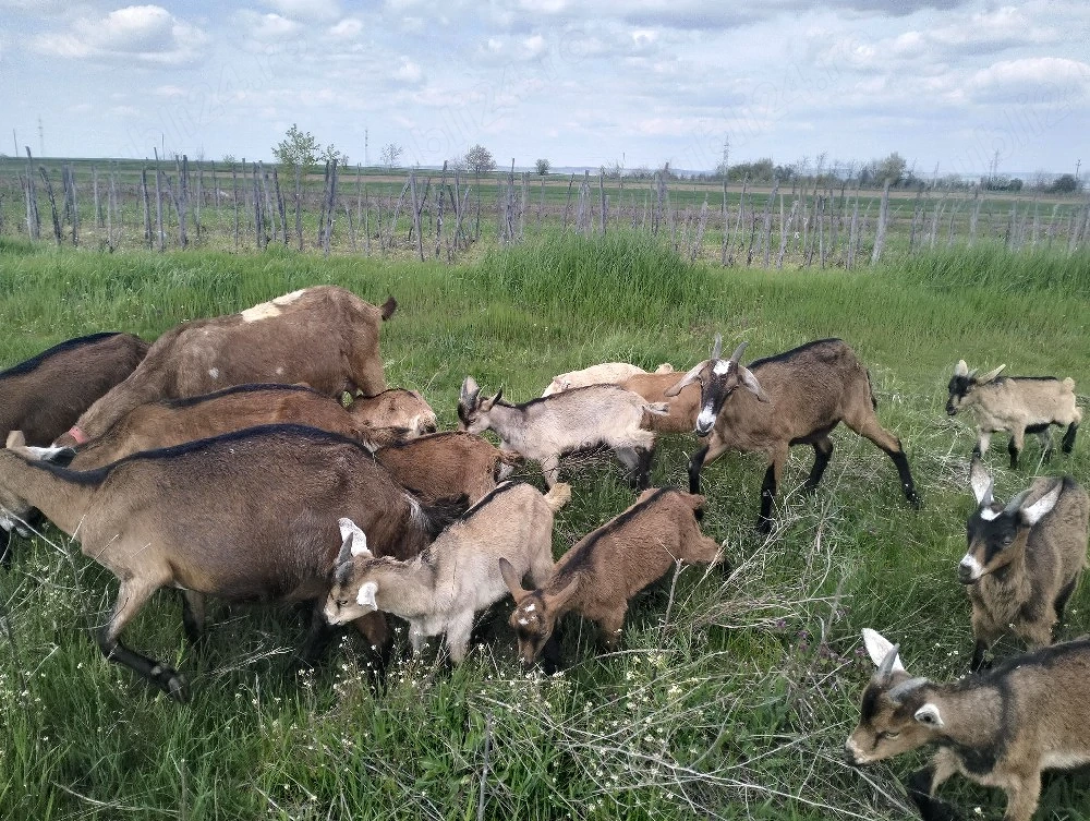 vind sau schimb tapisori 