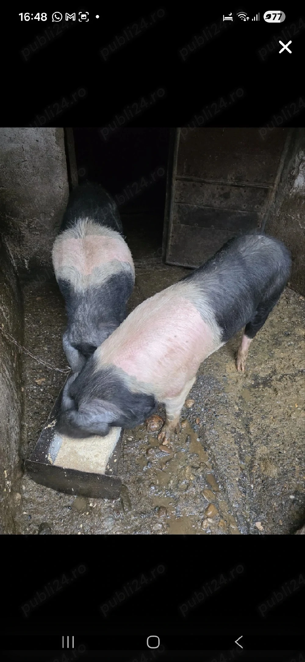 Scroafe BAZNA, hrănite 100 % BIO