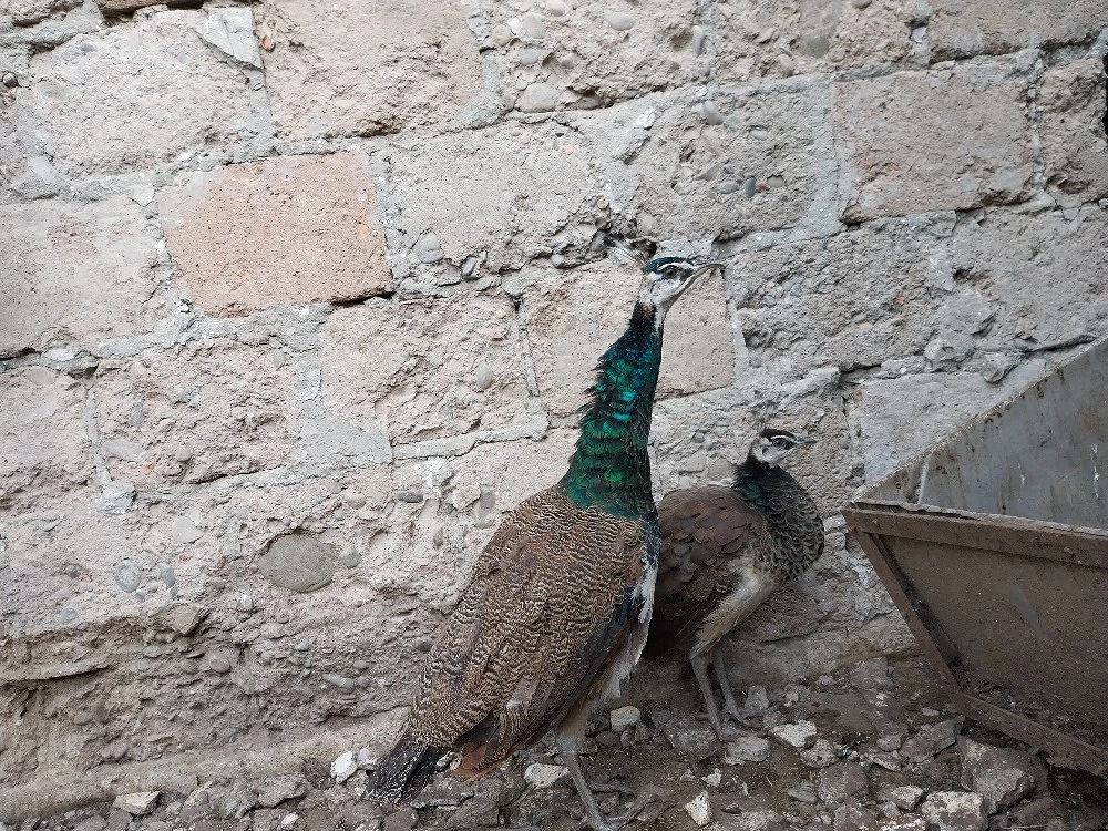 Vând o pereche de păuni tineri