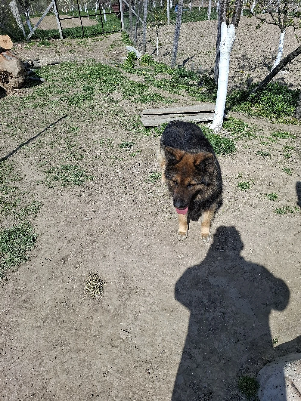 câine ciobănesc german 