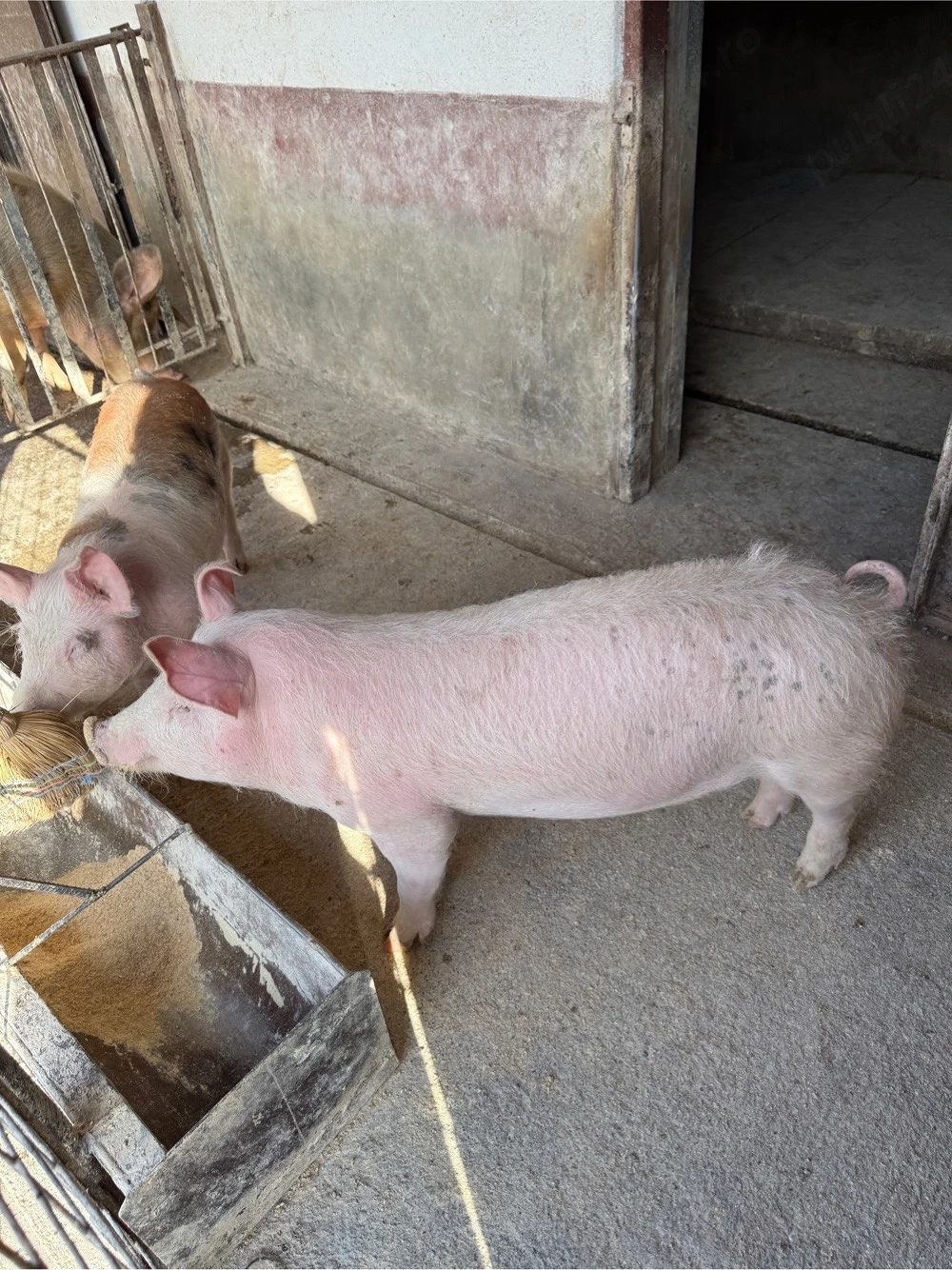 vand doi soldani 45 55