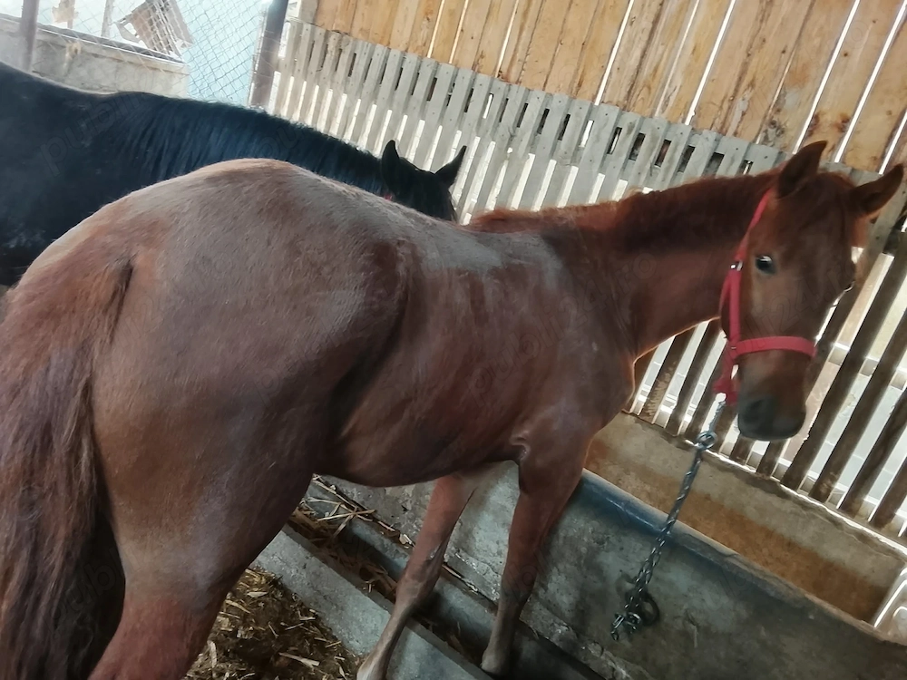 Vând mânză de 10 luni 