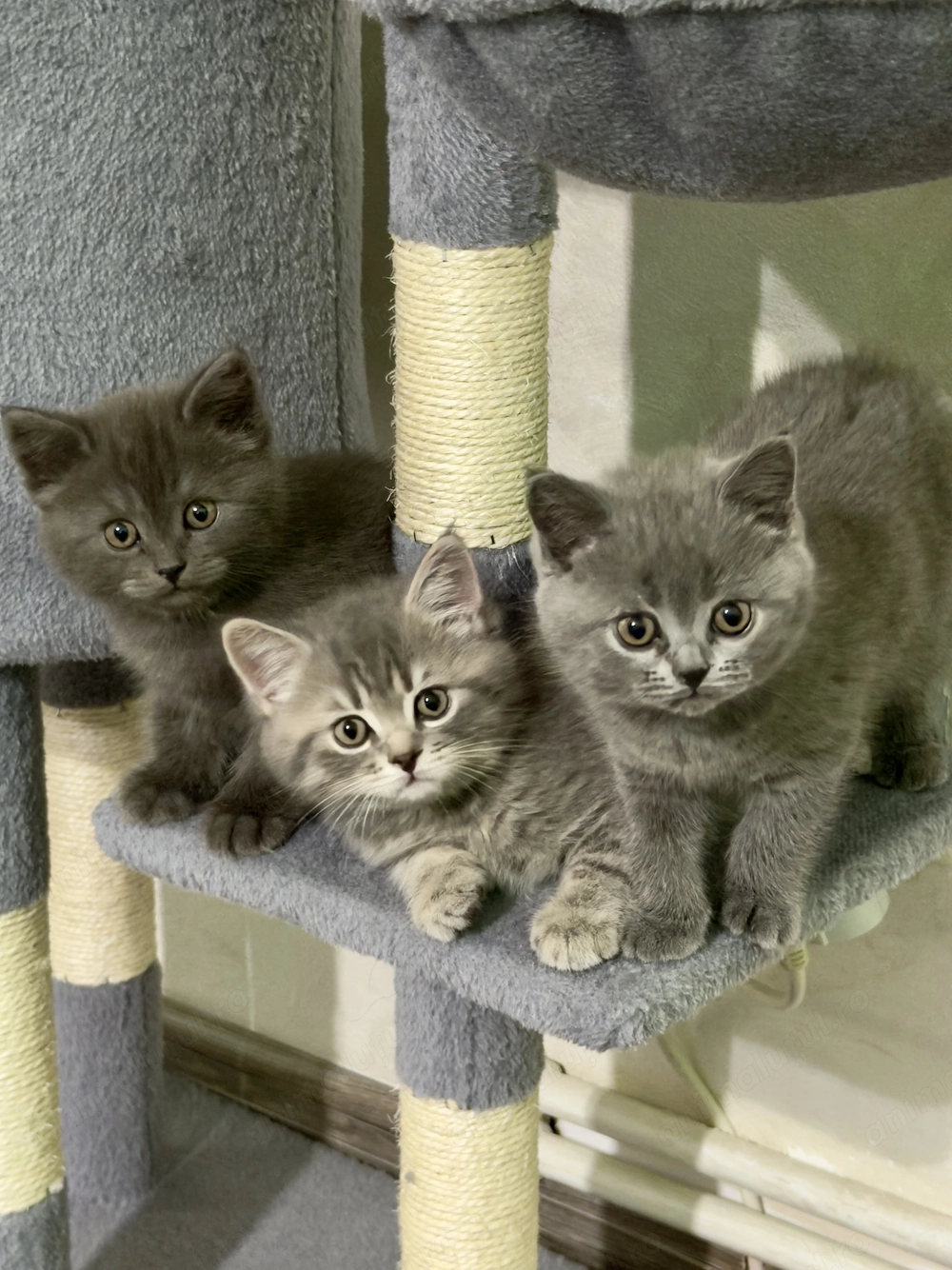 Pui British Shorthair adorabili si pufosi. 