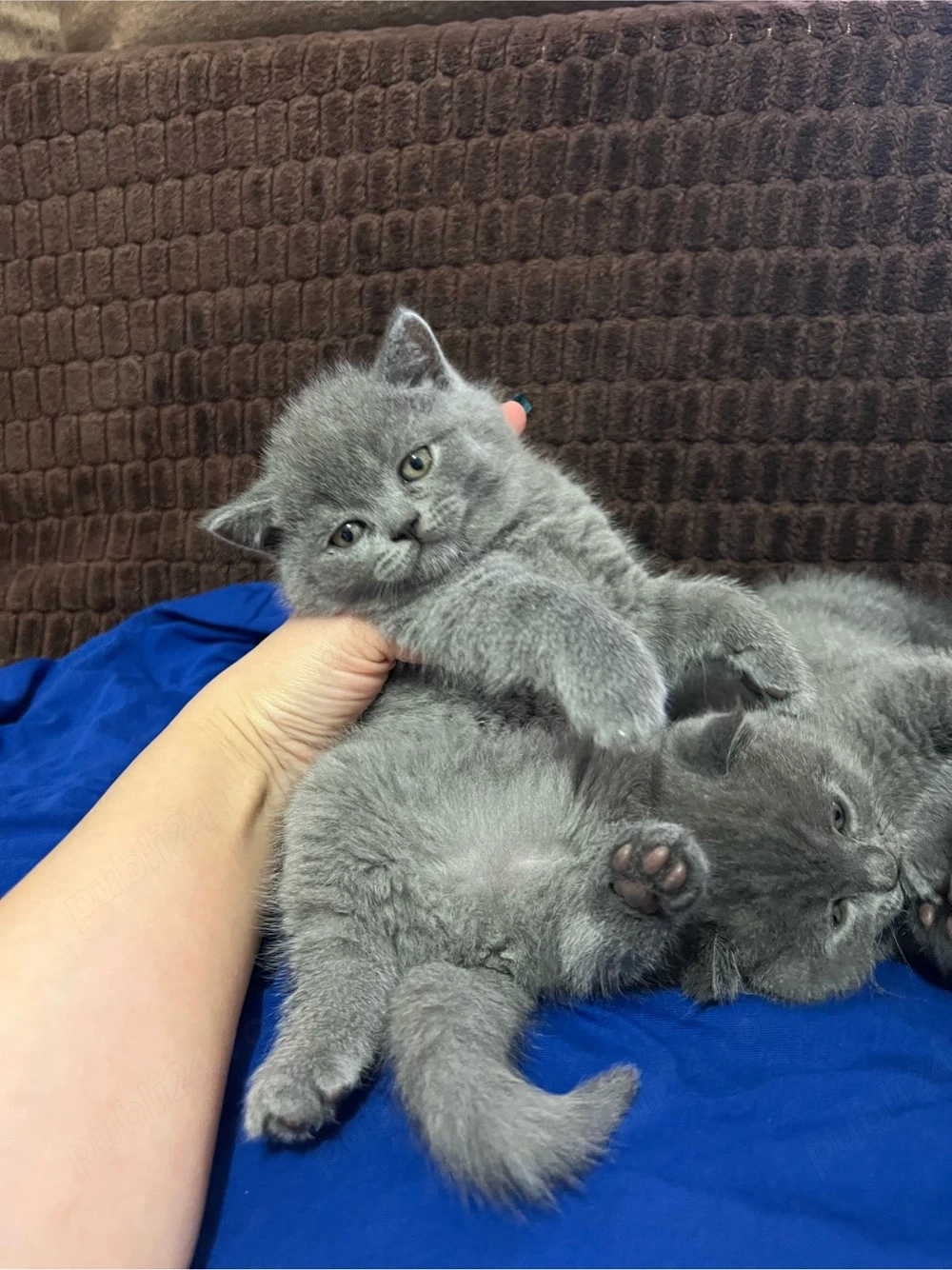 scottish fold blue si scottish straight