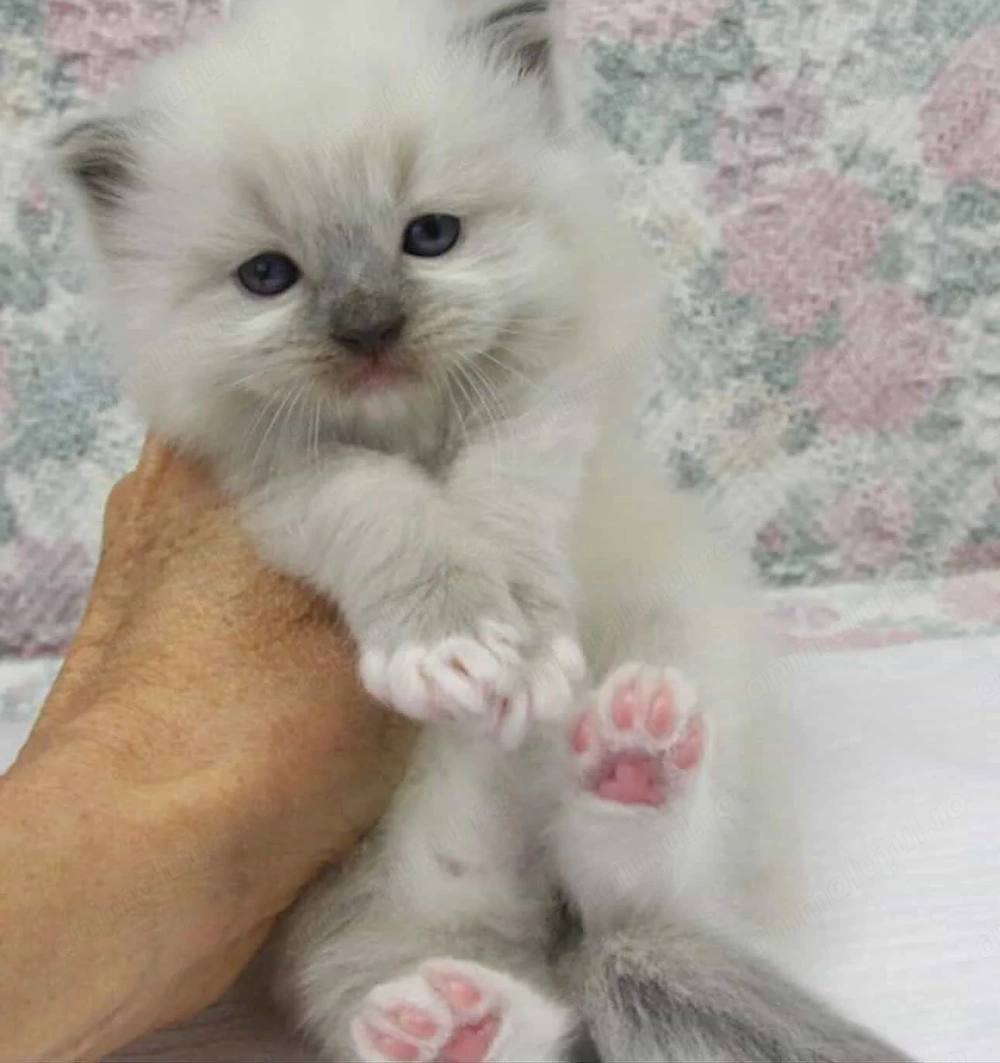 Ragdoll fetița 1000 lei