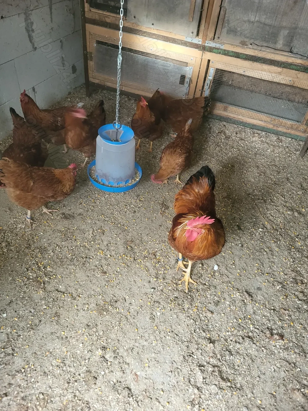 De vanzare pui de  New Hampshire si gaini