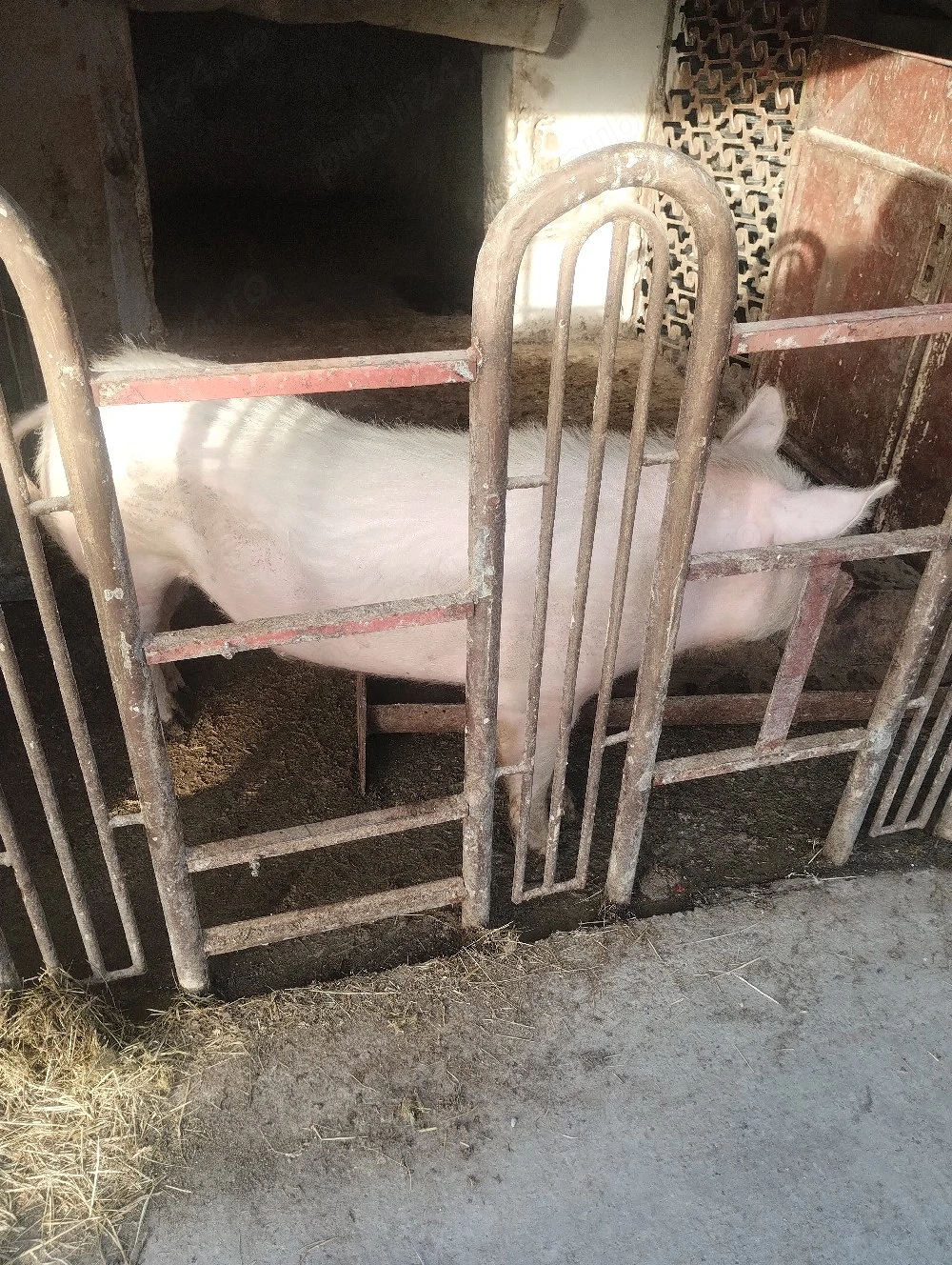 Vând vier, 80-90kg.