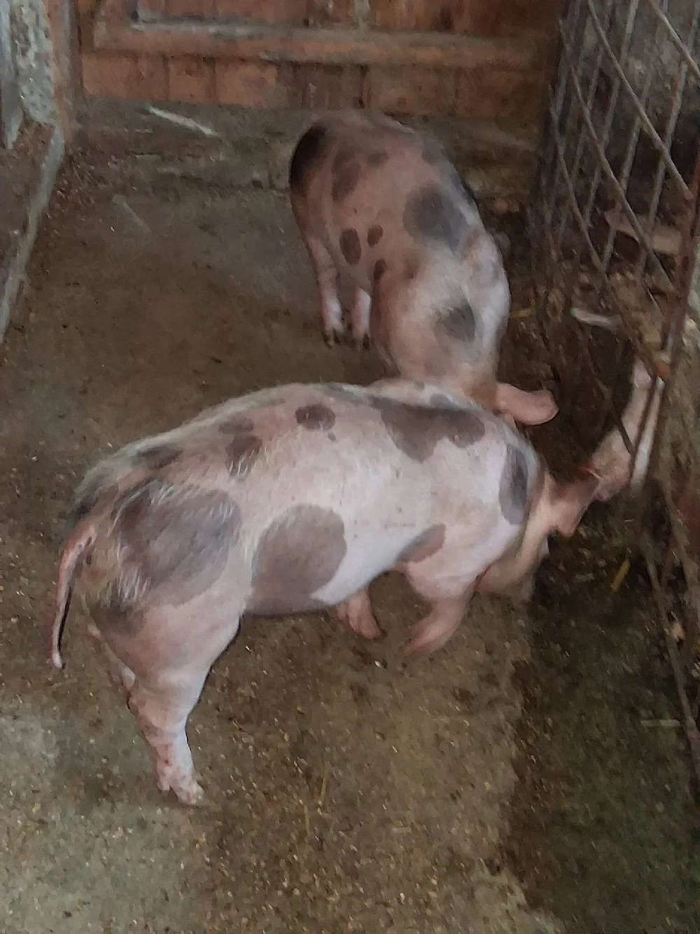 Purcei rasa pietrain