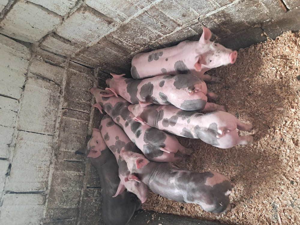 Disponibili purcei pietrain