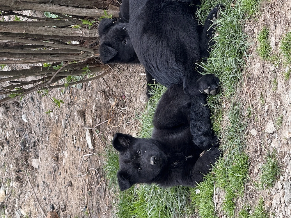 Pui  Ciobănesc german alsacian 