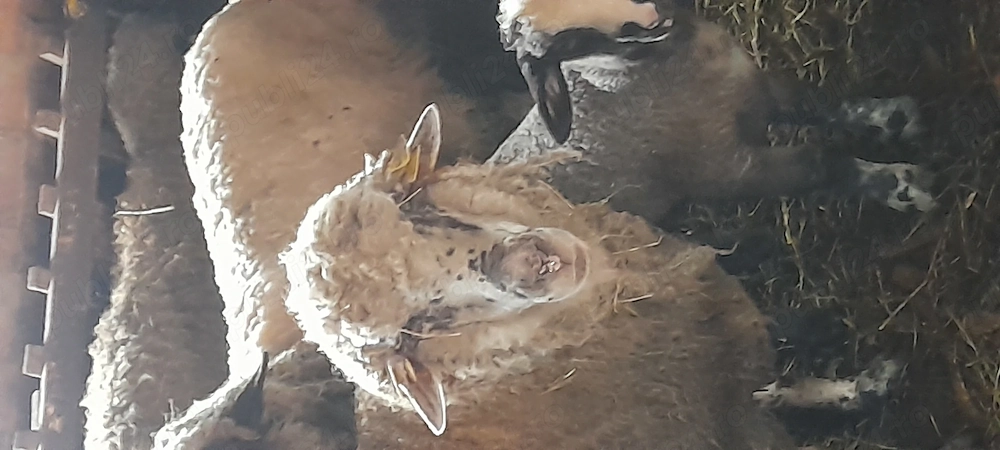 Oi de taiat de vanzare