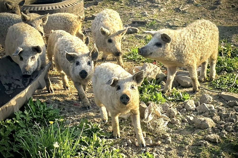 Ofertă: Purcei MANGALIȚĂ 100% PURĂ!