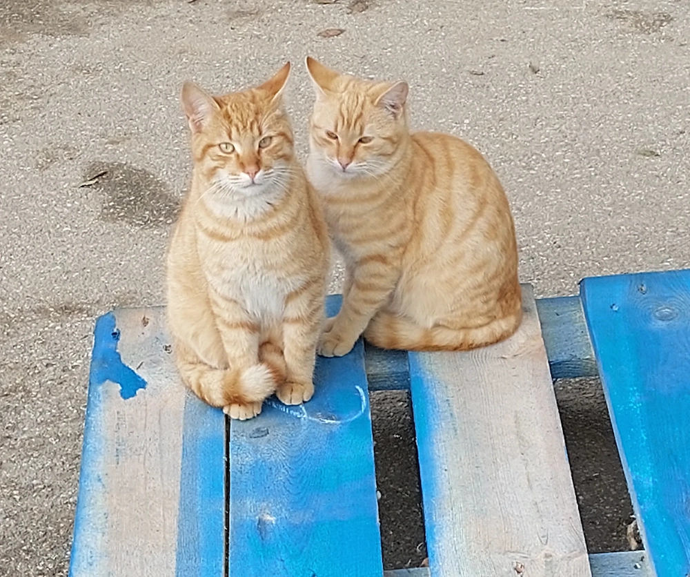 Pisici blânde și jucăușe. Portocală și Mandarina. 